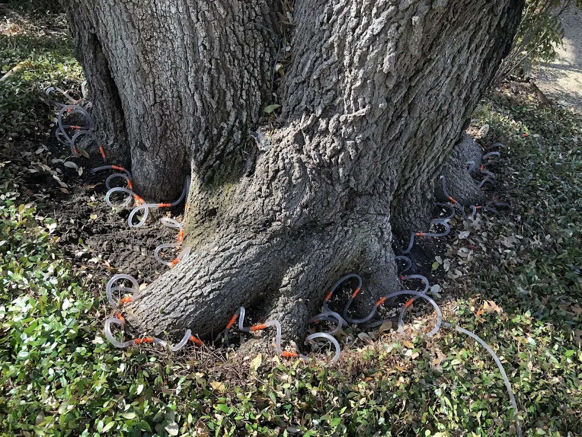 Detailed Shrub and Hedge Trimming job site in Jacksboro