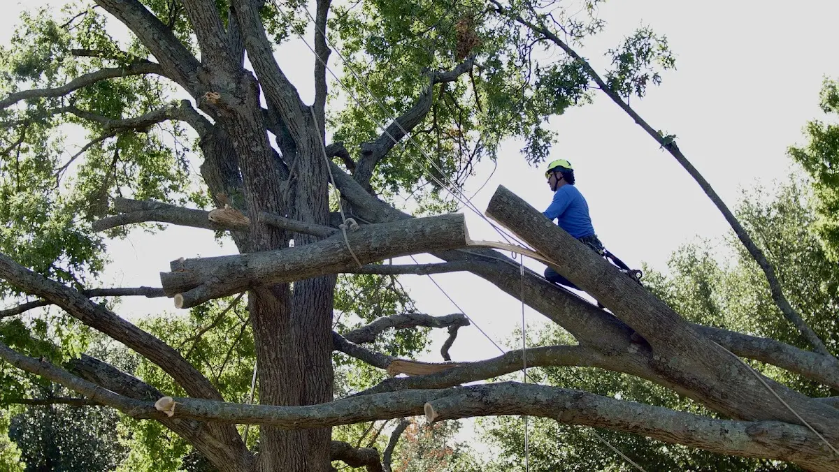 Professional Crown Thinning performed by certified arborists in Jacksboro