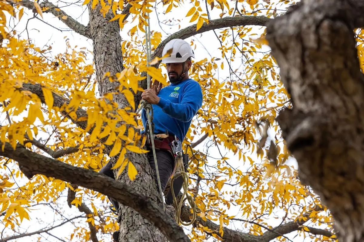 Skilled Tree Planing crew working in Jacksboro