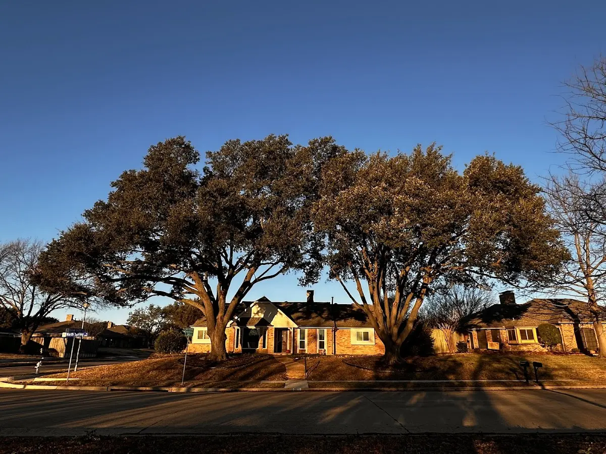 Established residential canopy tree shading a home in Jacksboro